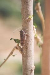 Cigarra