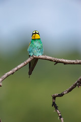 European Bee-eater (Merops apiaster).