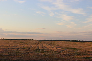 Fototapeta premium Russian field