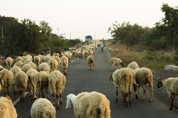 Flock of sheep in road