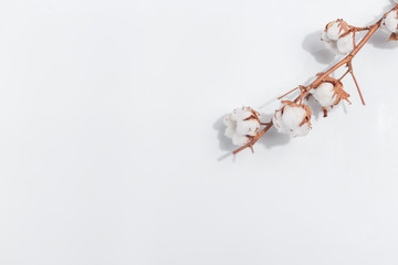 A branch of cotton on a light background. Top view. Copy space.