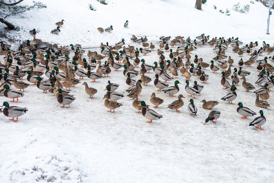 a huge flock of ducks in search of food during the winter day