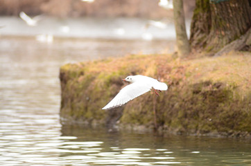 Gabbiano in volo