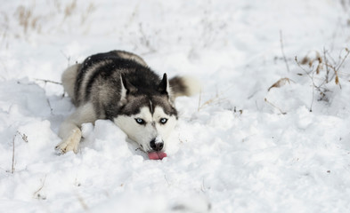 a tired siberian husky lying in snow