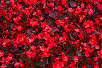 Design of flower bed by red flowers. Plant pattern texture.