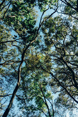 Tropical Green Trees