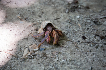 Crab at Similan islands.