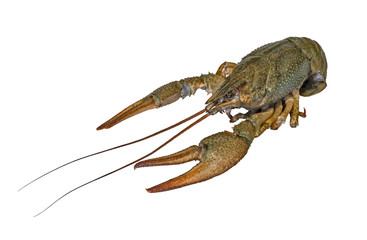 Crayfish. Live crawfish isolated on white background