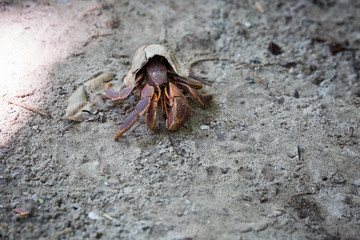 Crab at Similan islands.