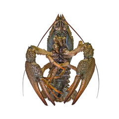 Crayfish. Live crawfish isolated on white background