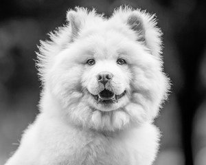 A White Samoyed Puppy portrait full head looking at camera. Cute white fluffy dog with long fur in the park, countryside, meadow or field. beautiful eyes.
