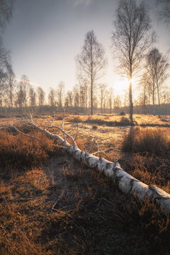 Heide bei Sonnenaufgang (L&uuml;neburger Heide) mit B&auml;umen und Heidekraut