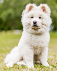A White Samoyed Puppy sitting in a field looking serious. Cute white fluffy dog with long fur in the park, countryside, meadow or field. beautiful eyes.