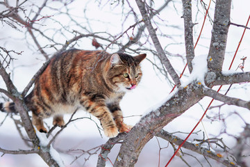 cute striped cat sits high on a tree branch in the spring garden and looks into the distance