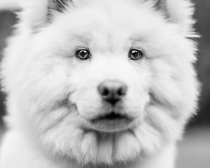 A White Samoyed Puppy portrait of its face very close looking at the camera. Cute white fluffy dog with long fur in the park, countryside, meadow or field. beautiful eyes.