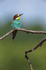 European Bee-eater (Merops apiaster).