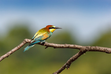 European Bee-eater (Merops apiaster).