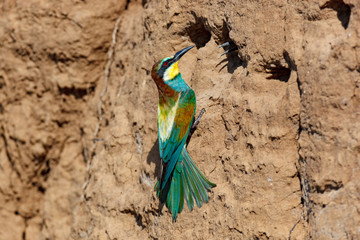 European Bee-eater (Merops apiaster).