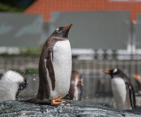 Penguin on stone. Bergen, Norway, Europe.