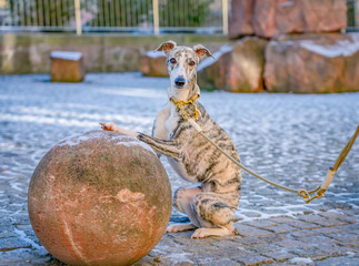 Kunststück hockender Hund