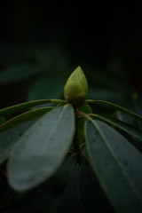 Wundervolle Knospe vor der Blüte im Frühling. 