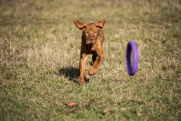 Young vizsla puppy running after a purple dogtoy