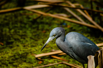 Little blue Heron
