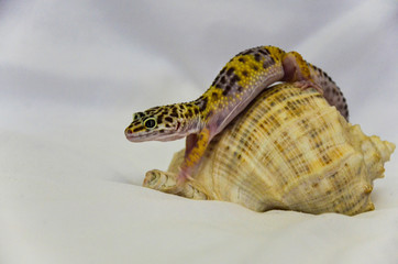 Close-up of a leopard gecko-living in a seashell with a soft back white background. The pet is a lizard
