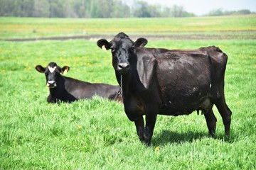 Obraz na płótnie Canvas Two Beef Cows