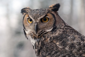 great homed owl bubo virginianus