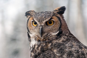 great homed owl bubo virginianus
