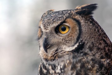 great homed owl bubo virginianus