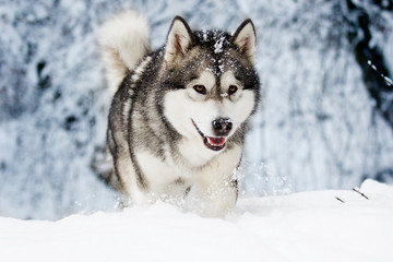 winter malamute dog