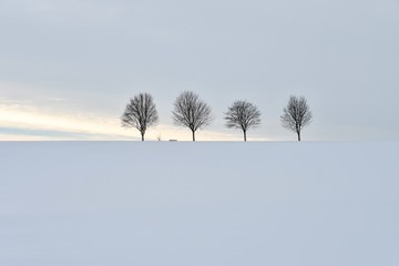 4 Linden im Schnee