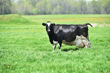 Fototapeta premium Big Cow