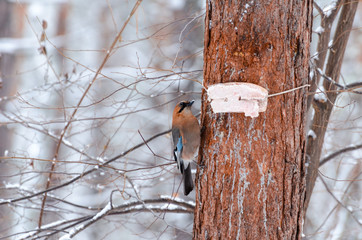 Jay on a pine