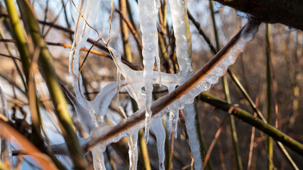 Branches in the ice