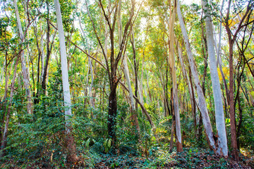 Eucalyptus forest with warm sunlight