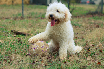 Dog Playing Soccer