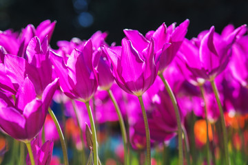 purple flower tulip lit by sunlight.