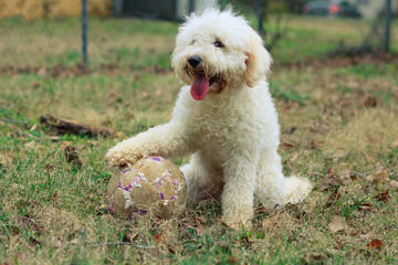Dog Playing Soccer