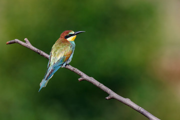 European Bee-eater (Merops apiaster).