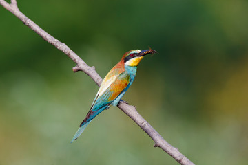 European Bee-eater (Merops apiaster).