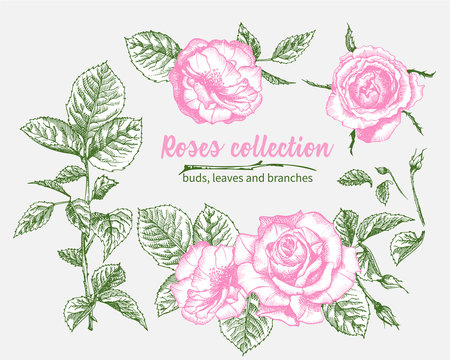Set of Hand drawn sketch pink roses, leaves and branches Detailed vintage botanical illuatration. Floral frame. Silhouette isollated on white background.