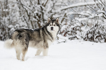 winter malamute dog