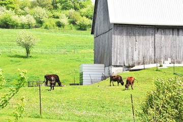 Bulls by Barn