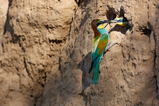 European Bee-eater (Merops apiaster).