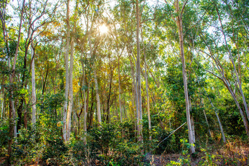 Fototapeta premium Eucalyptus forest with warm sunlight