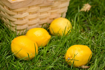 Fresh lemons on grass with picnic basket