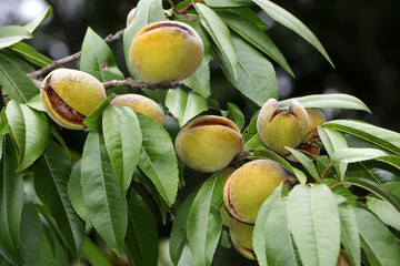 Reife Mandeln in der Schale, Prunus dulcis, Prunus communis